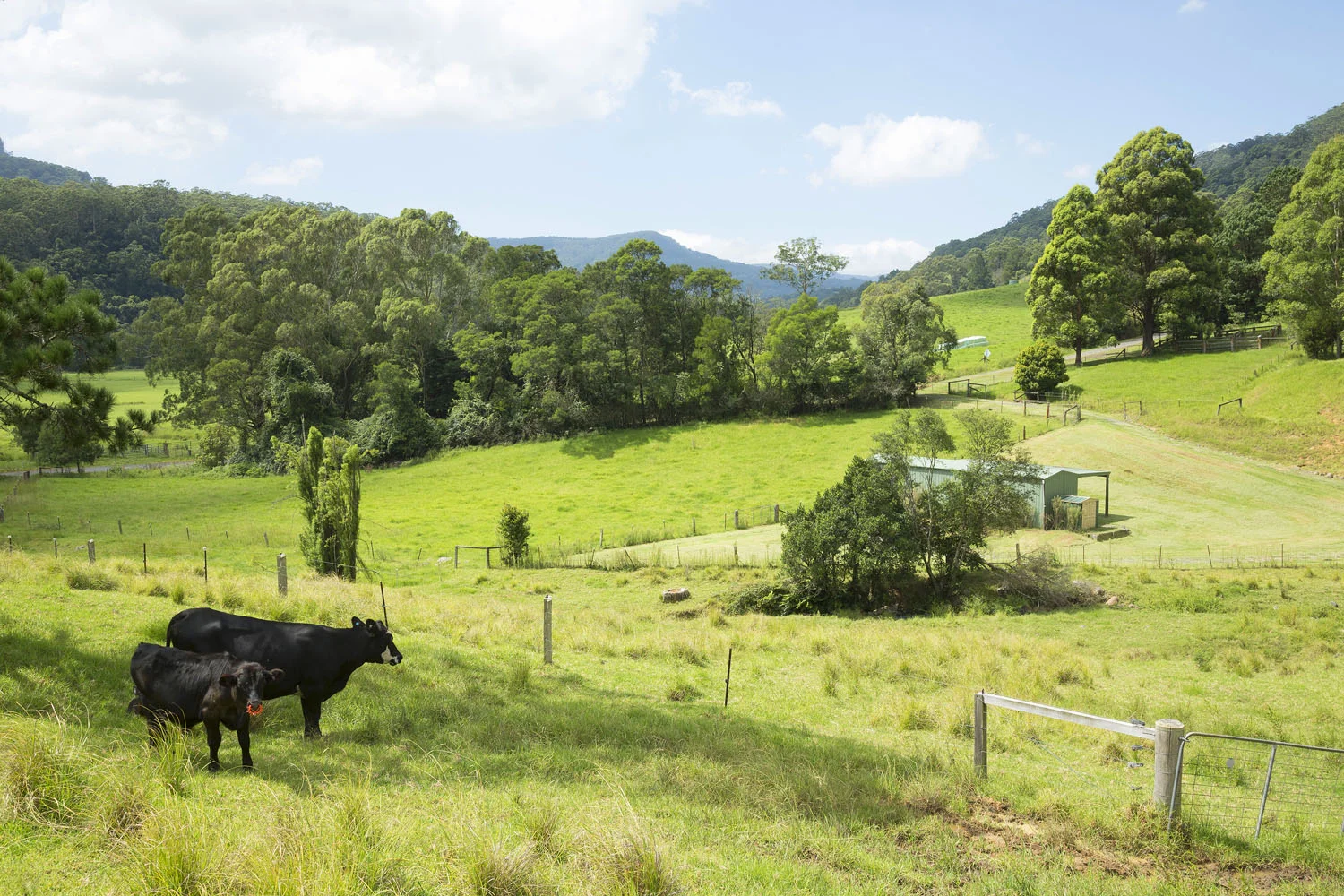 61_747_Wattamolla_Rd_Kangaroo_Valley.jpg